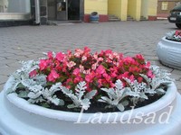 цветники в Минске